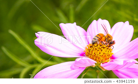 Taiwan, art gallery, cosmos, landscaping, photography, white space 43941159