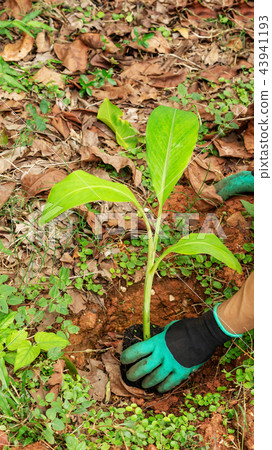 Man planting a Pisang Awak banana in an orchard. 43941193