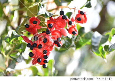 Gonzui fruit and seeds 43941218