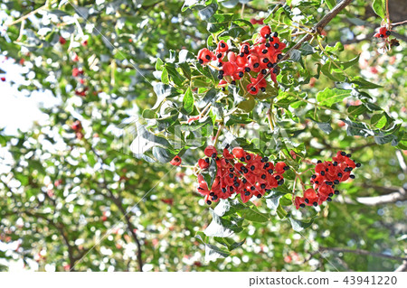 Gonzui fruit and seeds 43941220