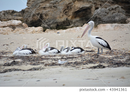 Pelican herd resting on the coast Australia (Penguin Island) 43941361