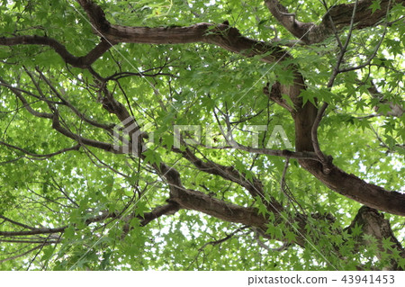 阿德布的Nembutsu寺的綠色 阿德布的Nembutsu寺的綠色 43941453