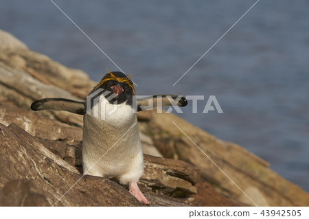 Macaroni Penguin 43942505