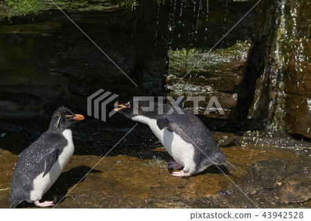 Rockhopper Penguin shower Rockhopper Penguin shower 43942528