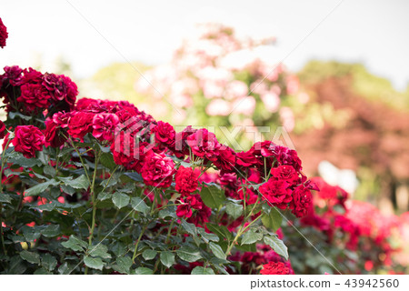 Girl child flower garden Arboretum rose 43942560