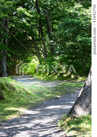 Forest alley, Onuma Park Forest alley, Onuma Park 43942758