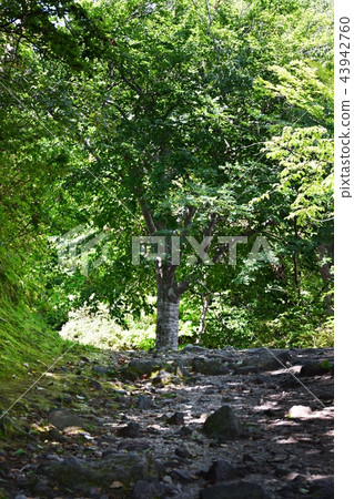 Forest alley, Onuma Park Forest alley, Onuma Park 43942760