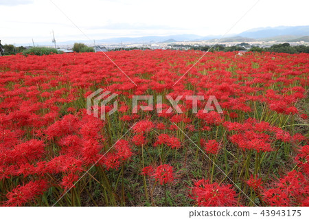 Nara Prefecture Higanka Road Nara Prefecture Higanka Road 43943175
