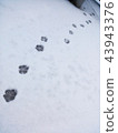 Footsteps 43943376