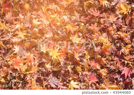 Fallen red maple leaves on ground Fallen red maple leaves on ground 43944060