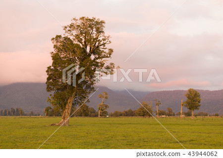 Early morning tree on green glass farmland Early morning tree on green glass farmland 43944062