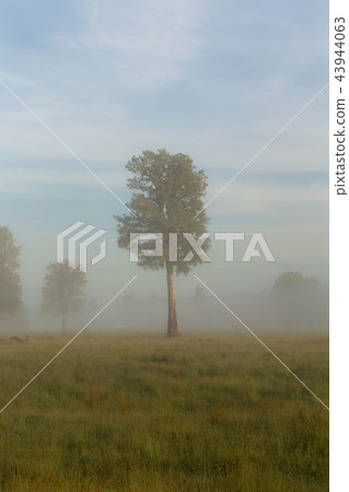 Natural landscape early morning before sunrise Natural landscape early morning before sunrise 43944063