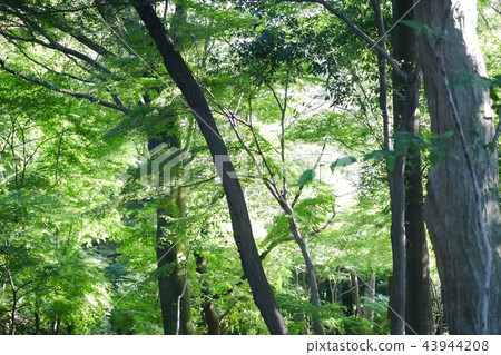 在森林裡 43944208