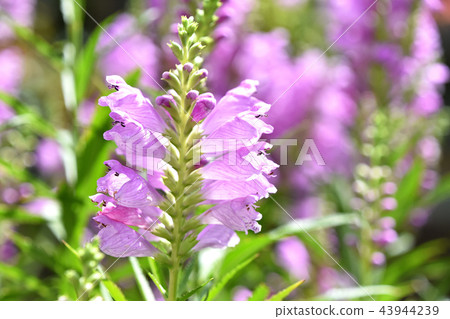 Hanatraneo (flower tiger's tail) 43944239