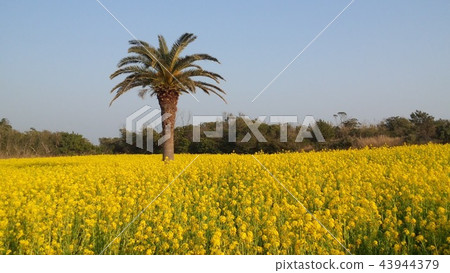 在Atsumi半島強姦花朵 43944379