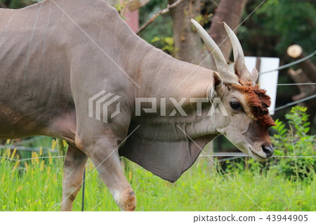 Eland Eland 43944905
