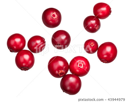 Lingonberry vaccinium vitis-idaea, paths, top 43944979