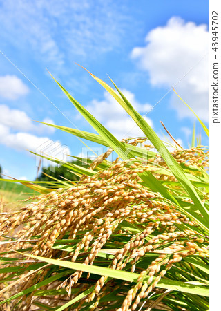 Golden-colored rice fields Autumn landscape in Japan Autumn image Autumn-colored fields Golden-colored rice fields Autumn landscape in Japan Autumn image Autumn-colored fields 43945702