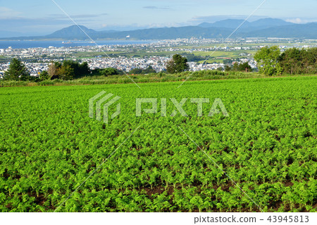 在北海道函館市高知町農田地區拍攝胡蘿蔔田的燦爛夏日風景 43945813