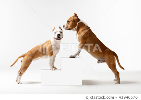 Red and white dog downs at white background Red and white dog downs at white background 43946570