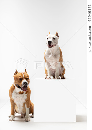 Red and white dog downs at white background Red and white dog downs at white background 43946571