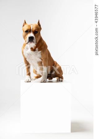 Red and white dog downs at white background 43946577