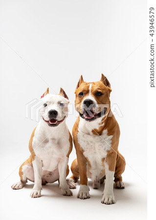 Red and white dog downs at white background Red and white dog downs at white background 43946579