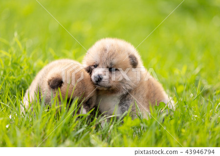 Red japanese akita puppies walks outdoor at park 43946794