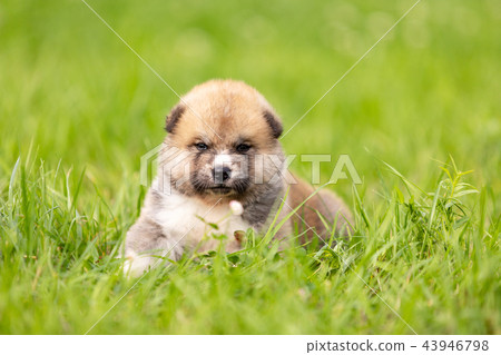 Red japanese akita puppy walks outdoor at park 43946798