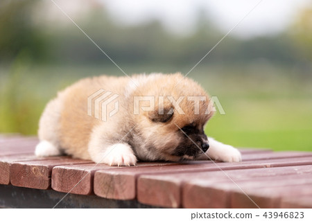 Red japanese akita puppy walks outdoor at park Red japanese akita puppy walks outdoor at park 43946823