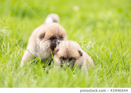Red japanese akita puppies walks outdoor at park 43946844