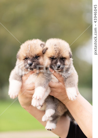 Red japanese akita puppies walks outdoor at park 43946845