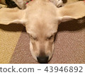 Pet 43946892