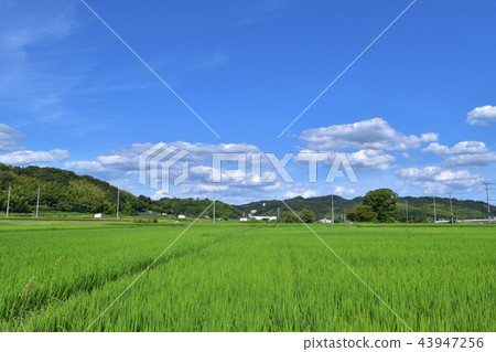 Paddy field and Korai temple ruins 43947256