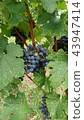 Grapes 43947414