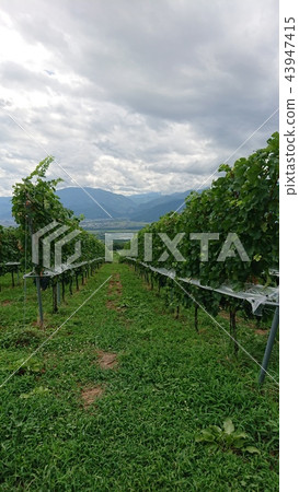  Vineyard 43947415