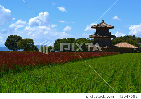 History Park Sakai Castle Red rice season of harvest season 43947585