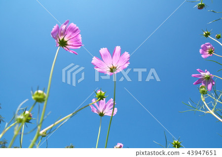 開花在Hirase河的波斯菊花 43947651