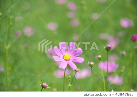 Cosmos flowers blooming in the Hirase River 43947653
