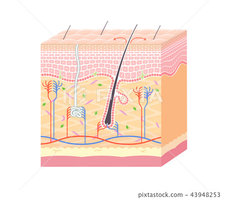 skin, construction, cross-section 43948253