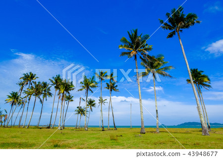 Coconut tree and beautiful nature at sunny day Coconut tree and beautiful nature at sunny day 43948677