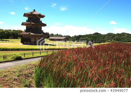 History Park Sakai Castle Red rice season of harvest season History Park Sakai Castle Red rice season of harvest season 43949077