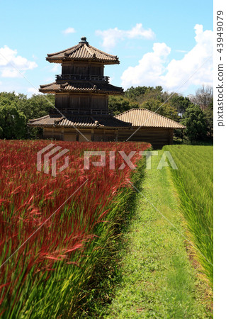 History Park Sakai Castle Red rice season of harvest season 43949079