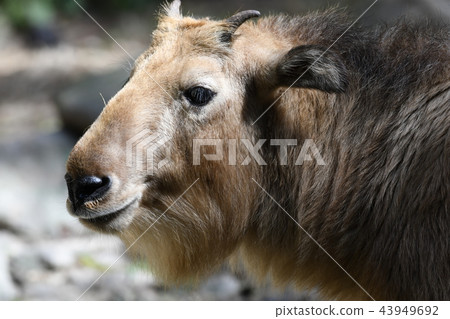 Golden takin 70 Golden takin 70 43949692