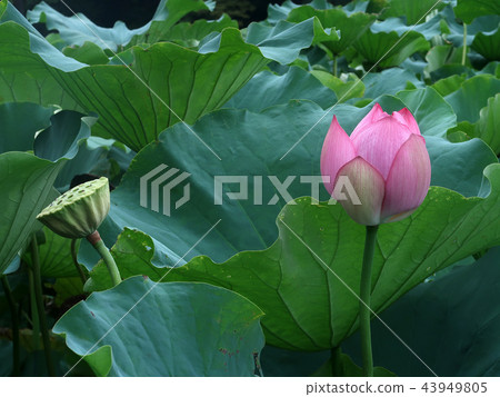 蓮花 43949805