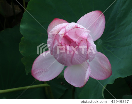 Lotus flower  43949827