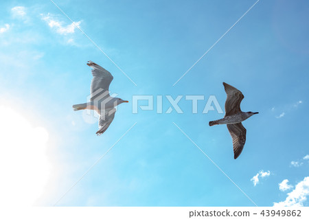 White gulls hovering in the sky. Bird's flight. Seagull on blue sky background 43949862