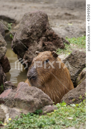 Capybara 128 Capybara 128 43949908