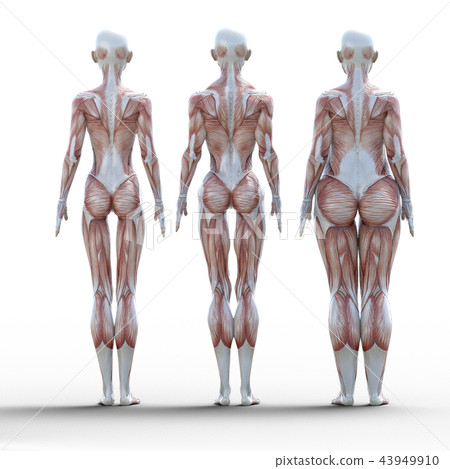 飲食圖像之前之後perming3dCG插圖素材 飲食圖像之前之後perming3dCG插圖素材 43949910