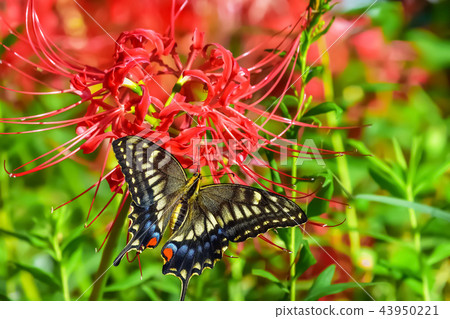 Swallowtail butterfly (swallowtail) Swallowtail butterfly (swallowtail) 43950221